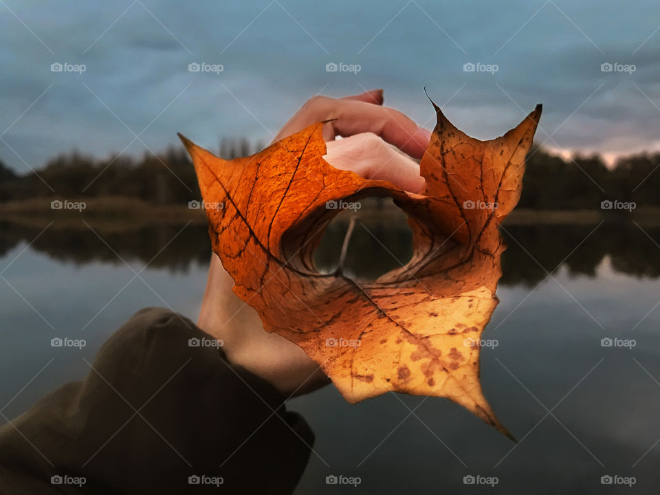 Holding a dry maple leaf in front of a lake in gloomy autumn weather 