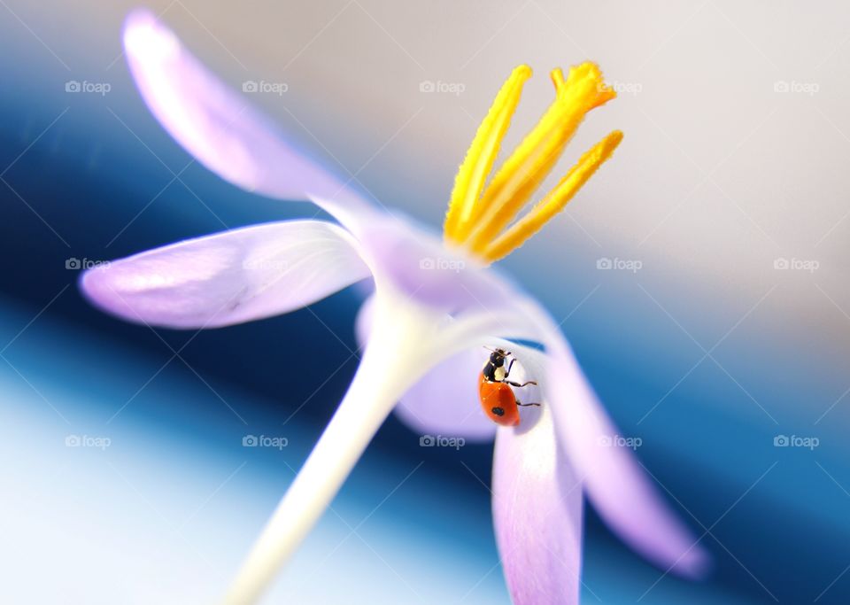 Ladybug on the purple flower 