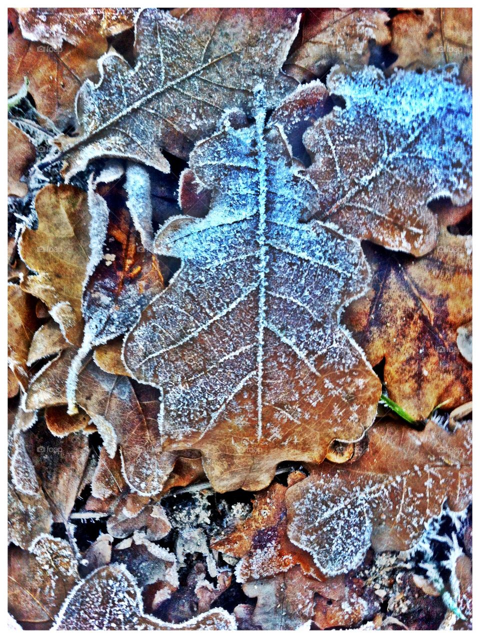 Frozen leaf