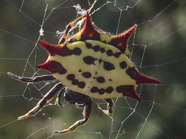 Crab spider