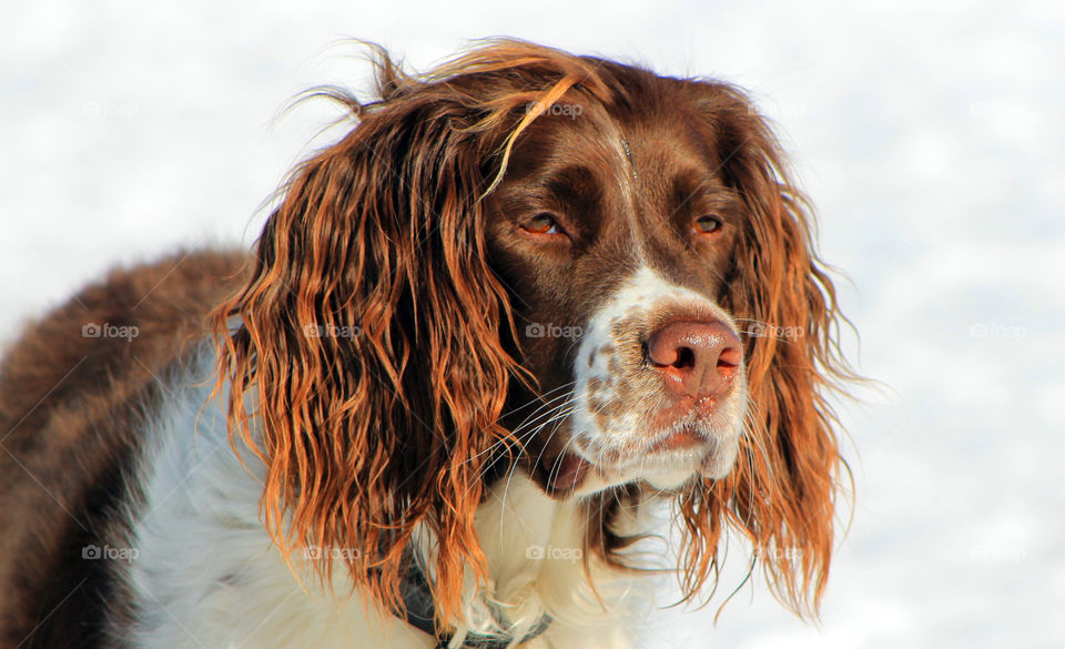 Beautiful chestnut and white spaniel at the dog park was super friendly and wanted to play with all the pups. 