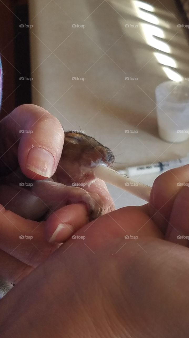 Tara feeding a baby squirrel