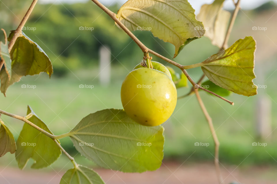 Isolated Ziziphus Mauritiana (Coolie Plum)