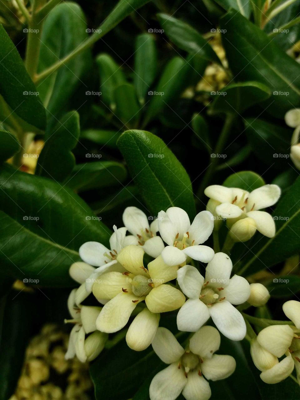 white little blossoms