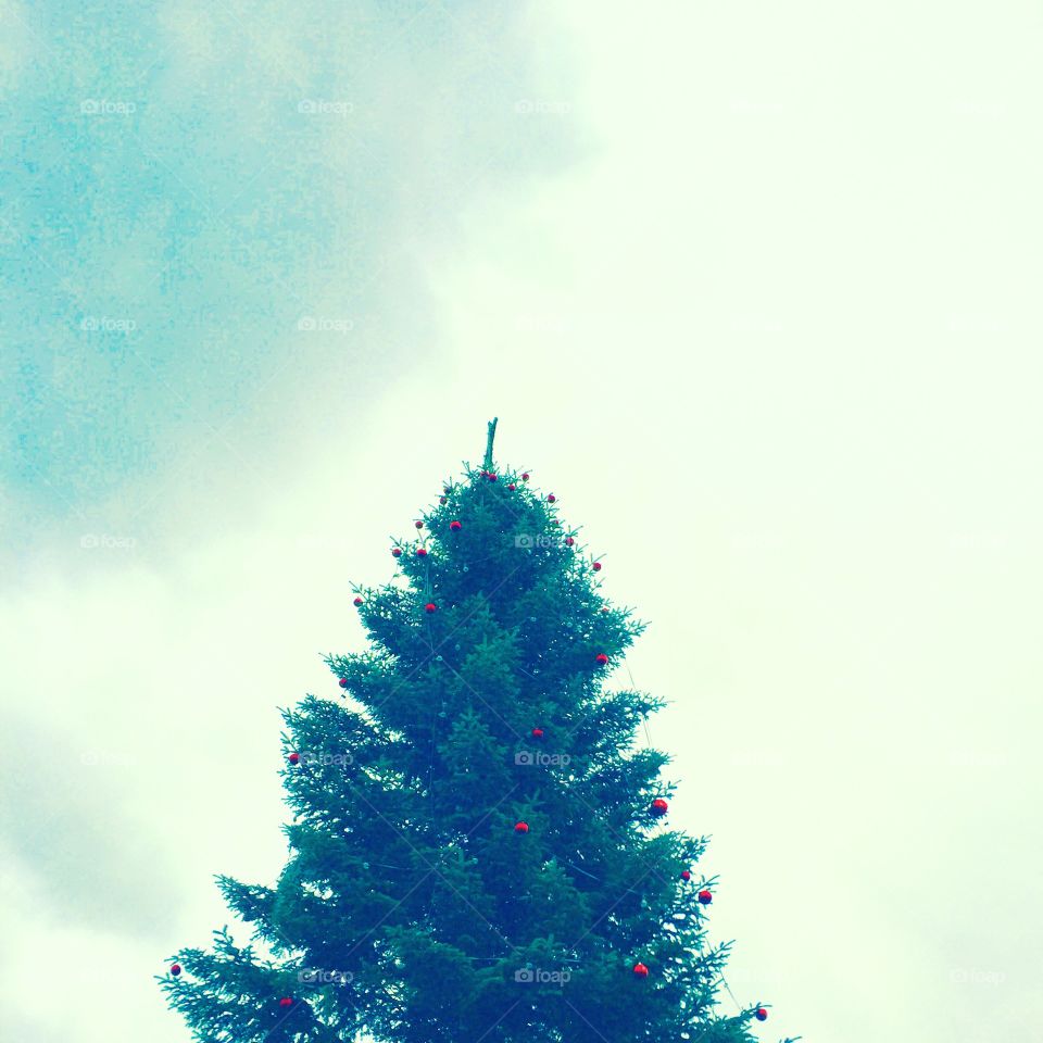 A top of a Christmas tree outdoors