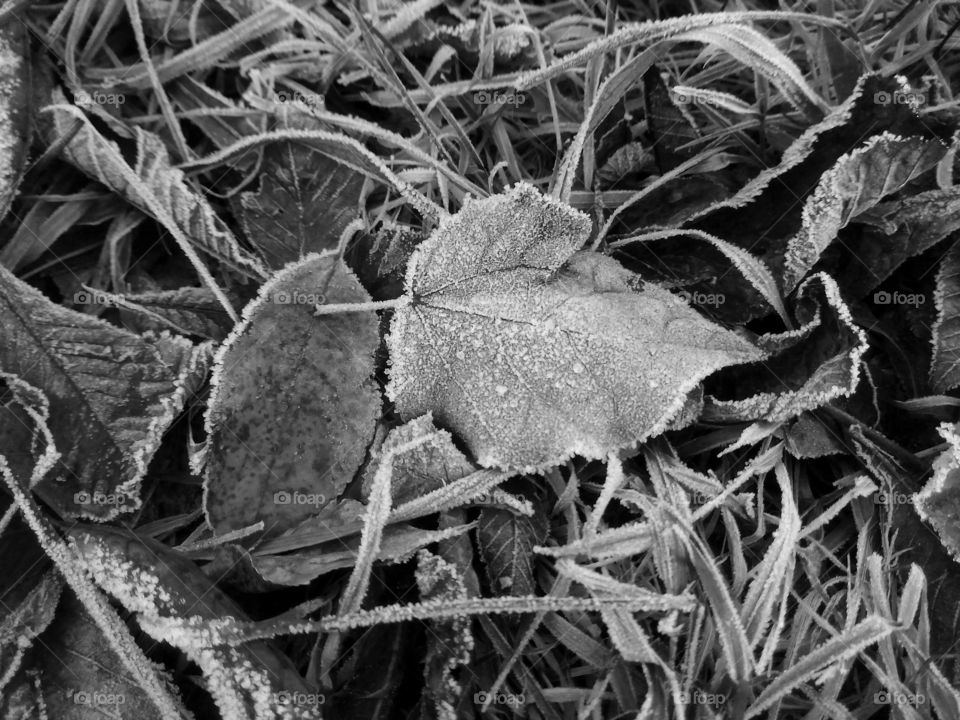 frozen leaves black and white art nature