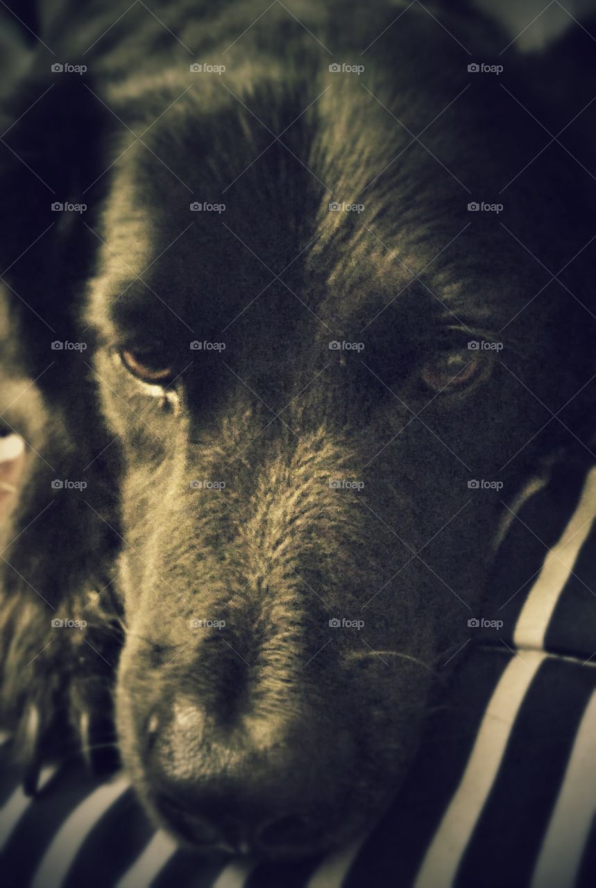 Doggie Close-up