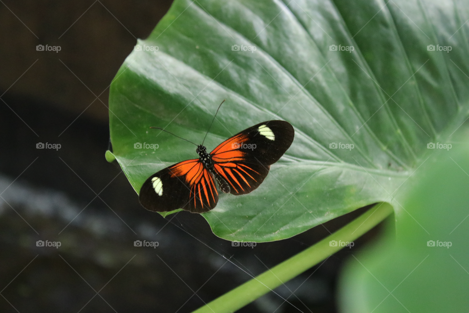 butterfly 