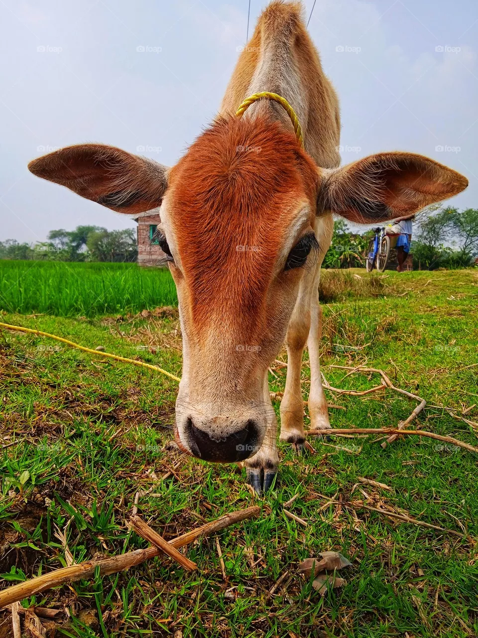 Cow