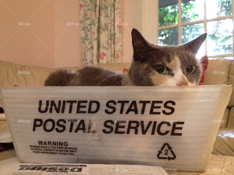 Now shipping, one gray kitty in the US postal service 