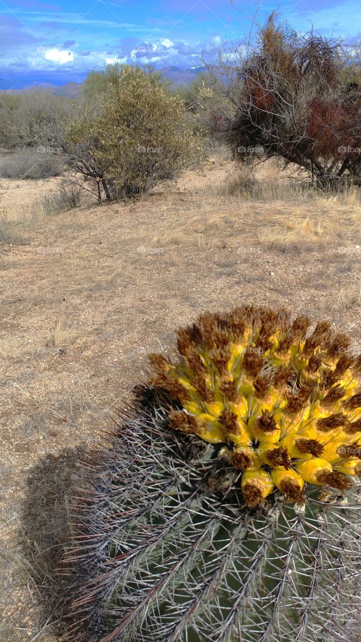 Early blooms of color on the desert floor.