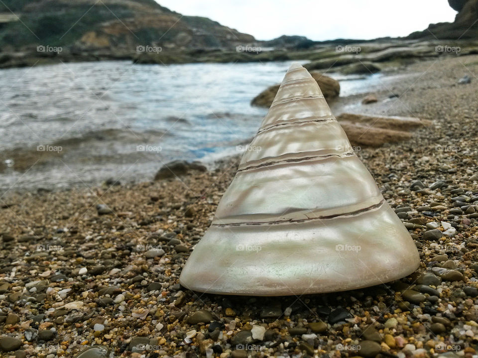 close up of seashell in front of the sea