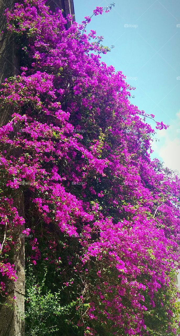 Bougainvillea plant