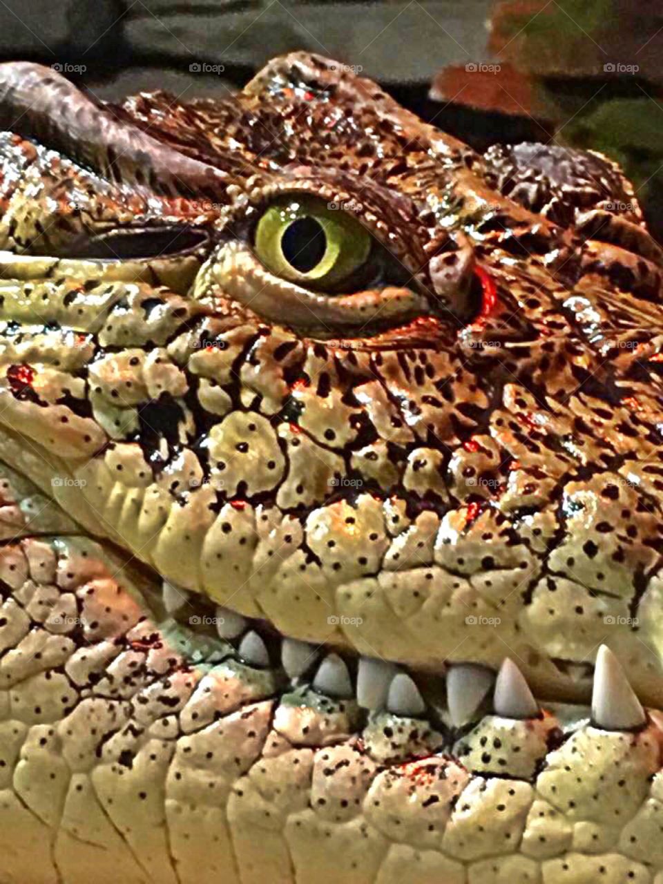 Closeup of a Nile Crocodile.