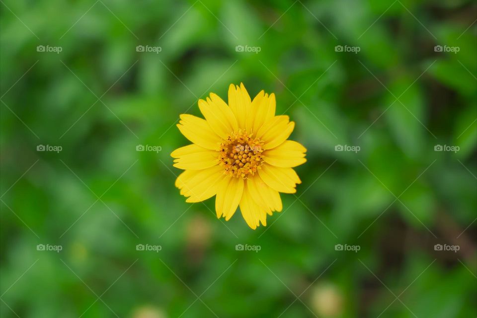 Battle: Winter vs. Spring