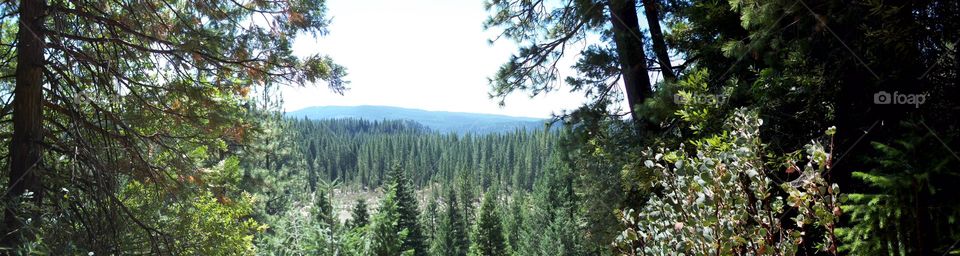 Looking out over Young's Ravine, Sierra County, CA 