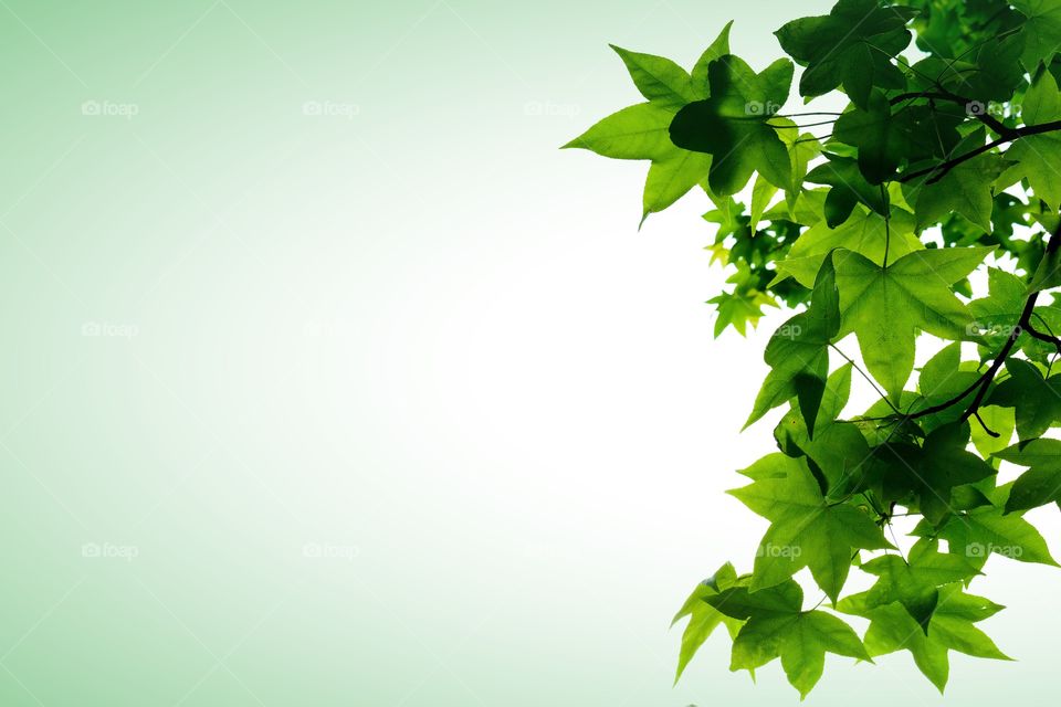 Background image with lush green foliage or leaves of an American Sweetgum tree in North Carolina. Isolated on white with a subtle green vignette and plenty of text space. 
