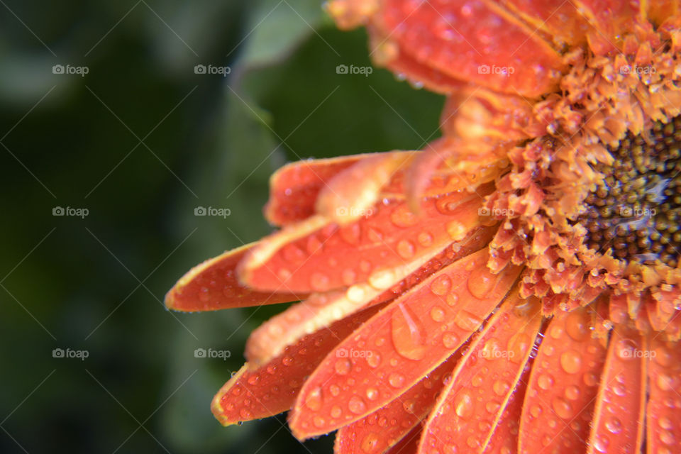 raindrops and orange flower
