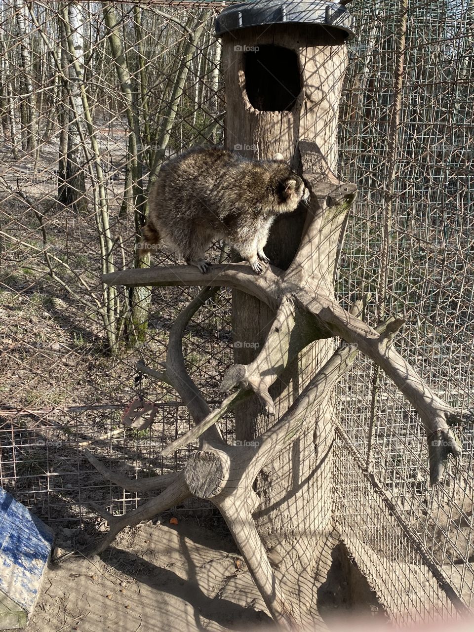 raccoons in a cage
