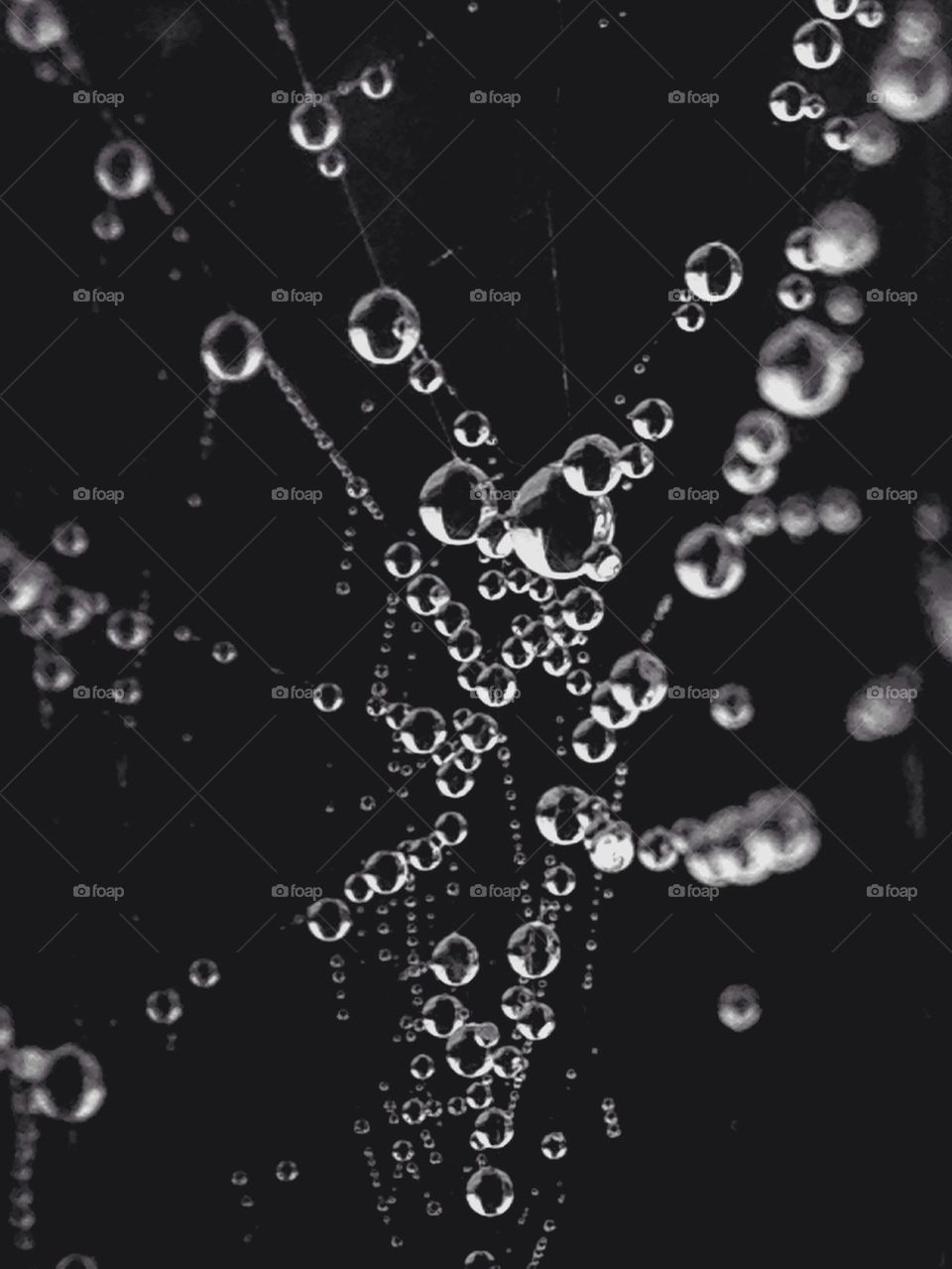 Dew in a spider web 