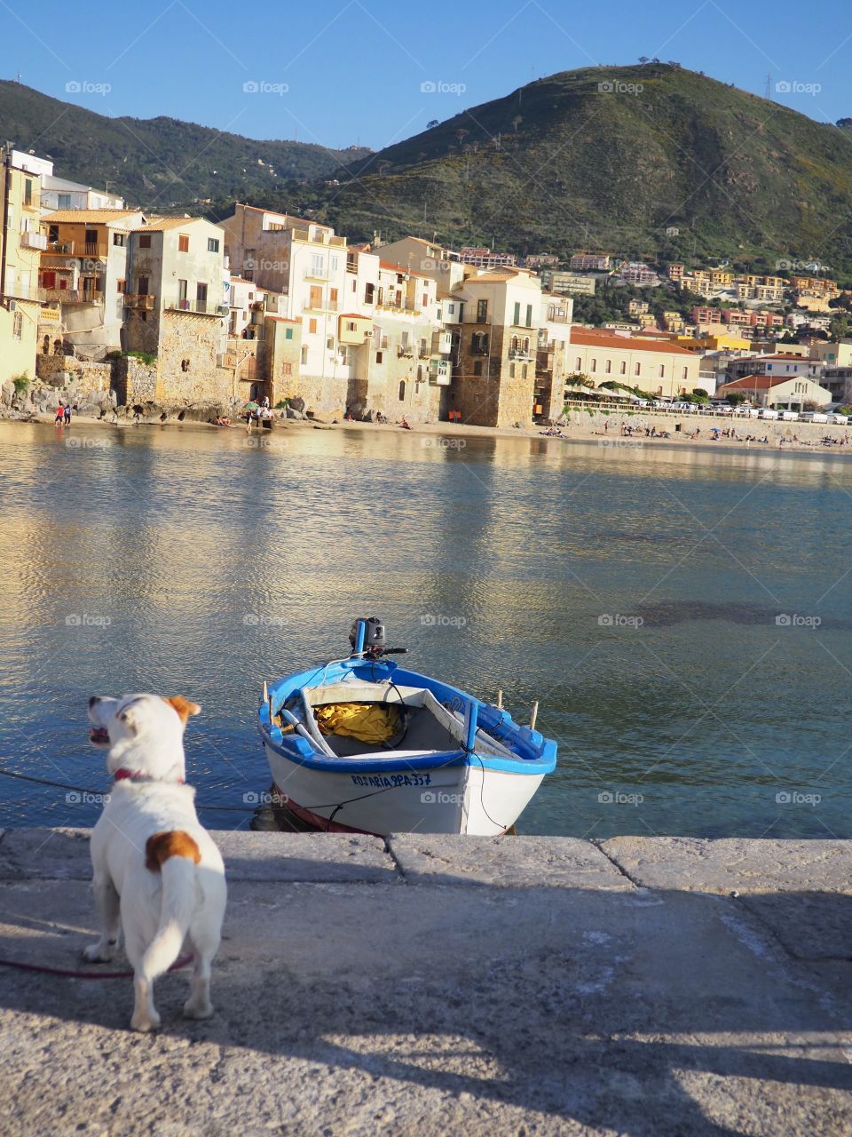 Dog and traditional fishing boat overlooking bay of Cefalu in Sicily.