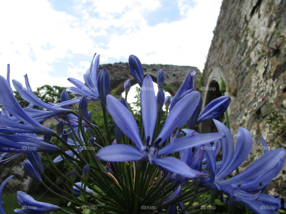 Blue flowers with arch in background 