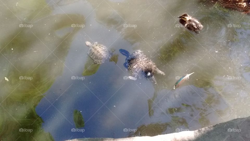 turtles