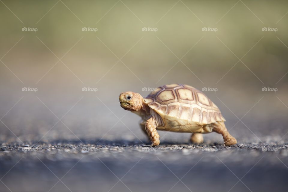 Super cute sulcata tortoise crossing the street. Just a tiny little hatchling. Best pet ever