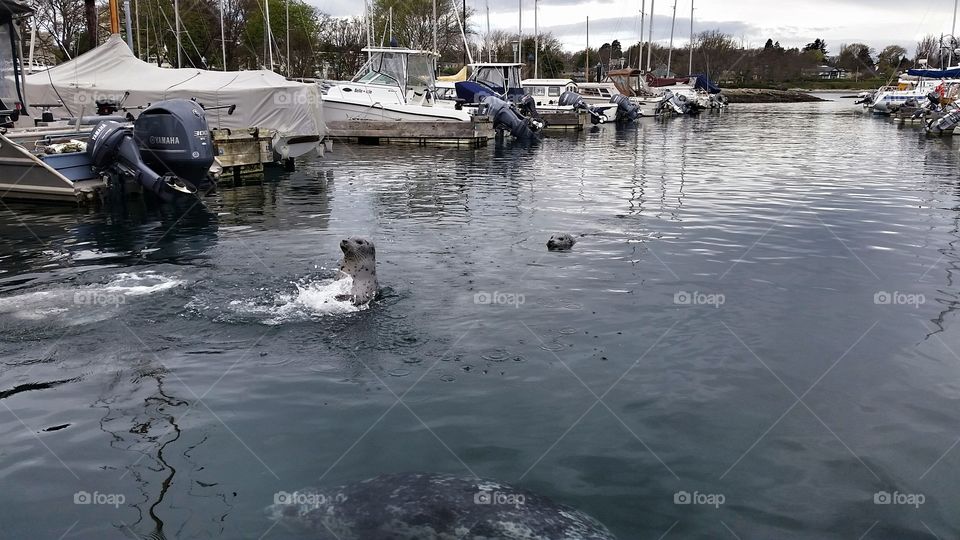 Seal Business . harbour seals