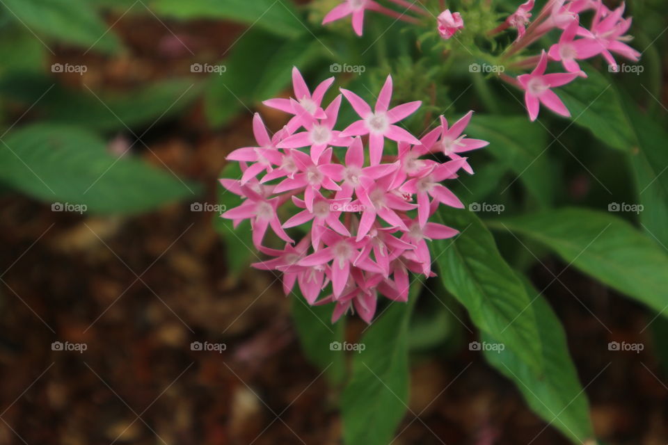 portrait of a flowers