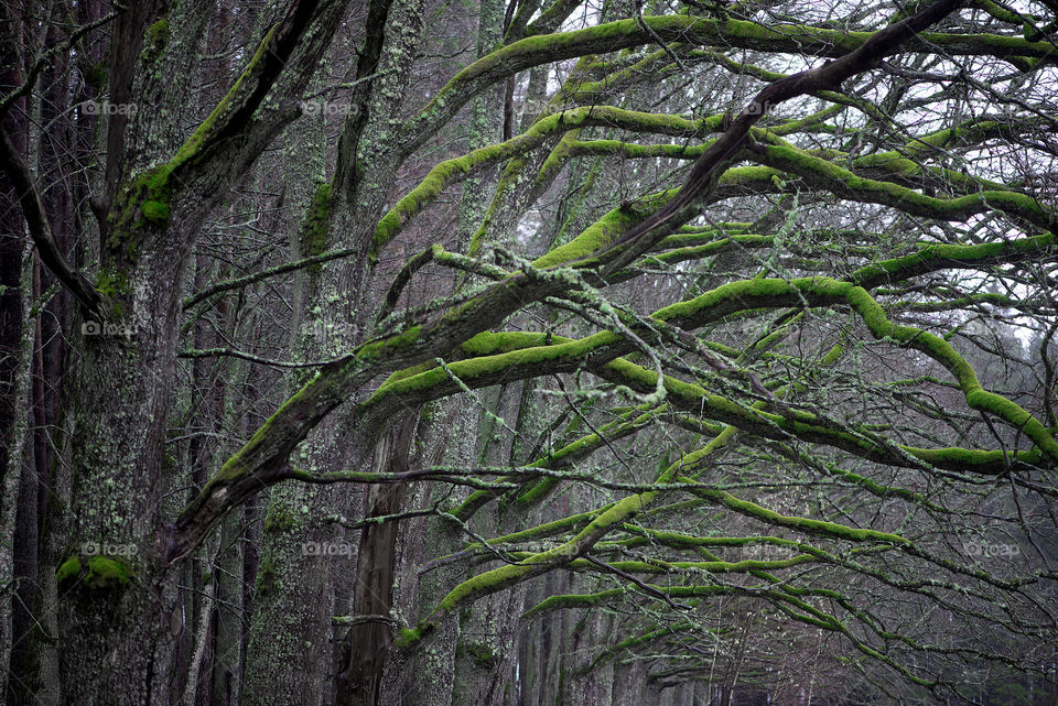 Green moss on trees