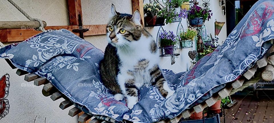 „Roukey“ the fearless tomcat is sitting on a hammock just his size on the terrace of a beautiful house in rural „Bavaria“, Germany on a warm Indian summer afternoon in early November 2023. Hypnotic Productions