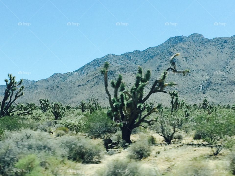 Arizona Landscape 