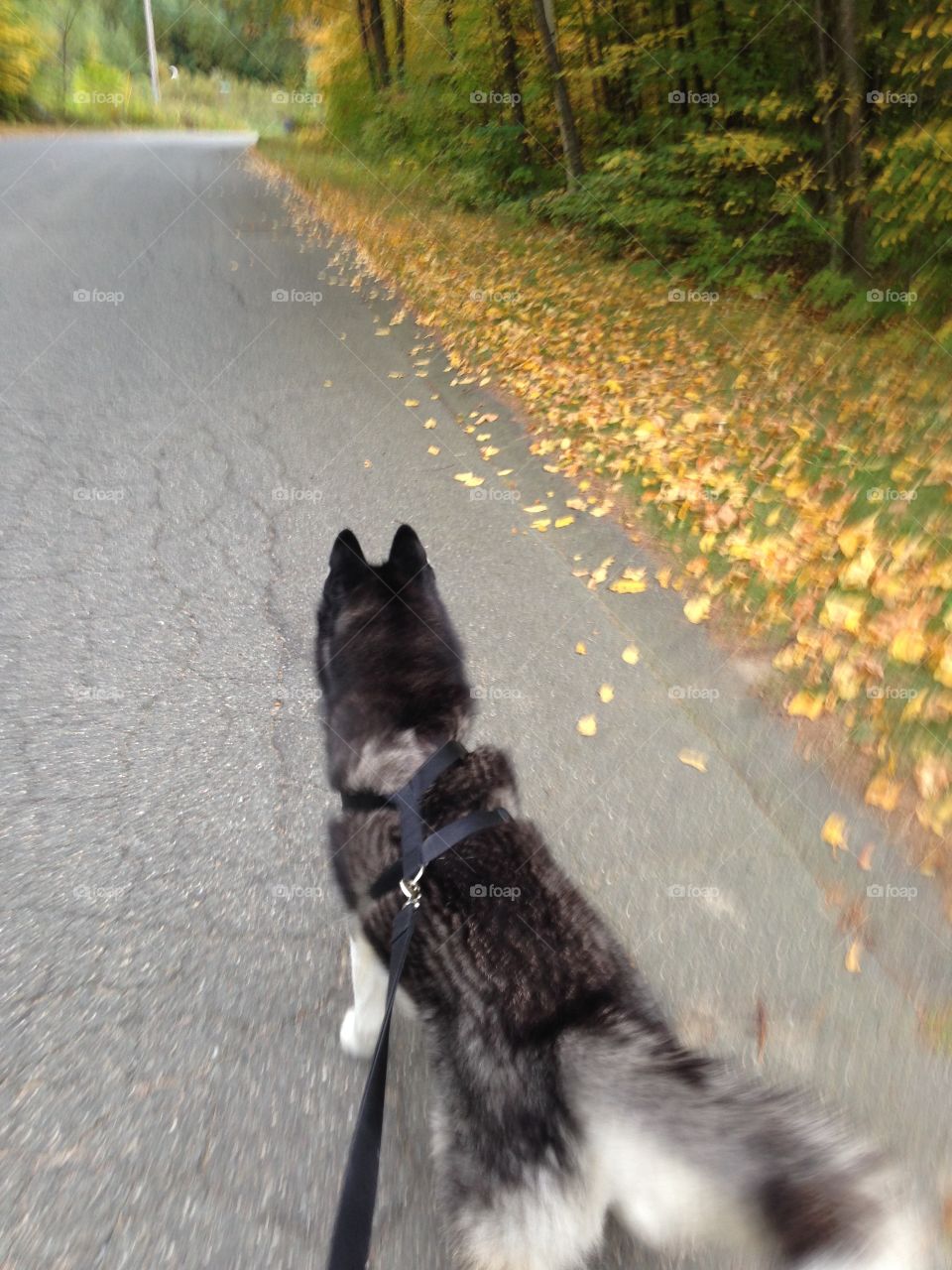Beautiful Fall day for a walk with my boy Rocky the Siberian Husky.