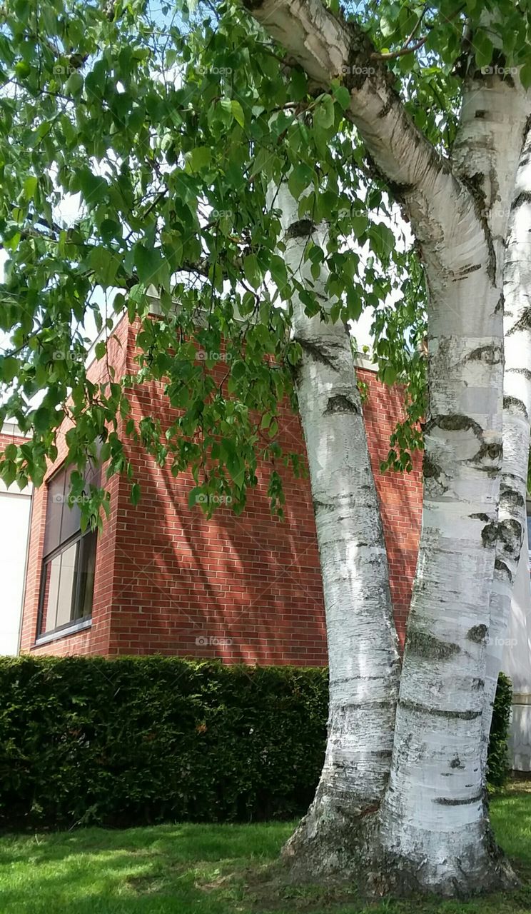 A Beautiful Birch!