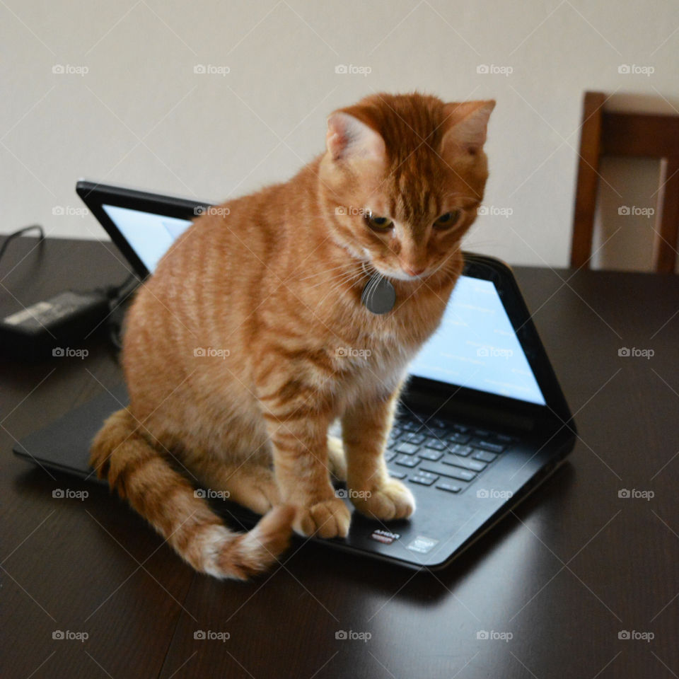 Ginger cat sitting on laptop.