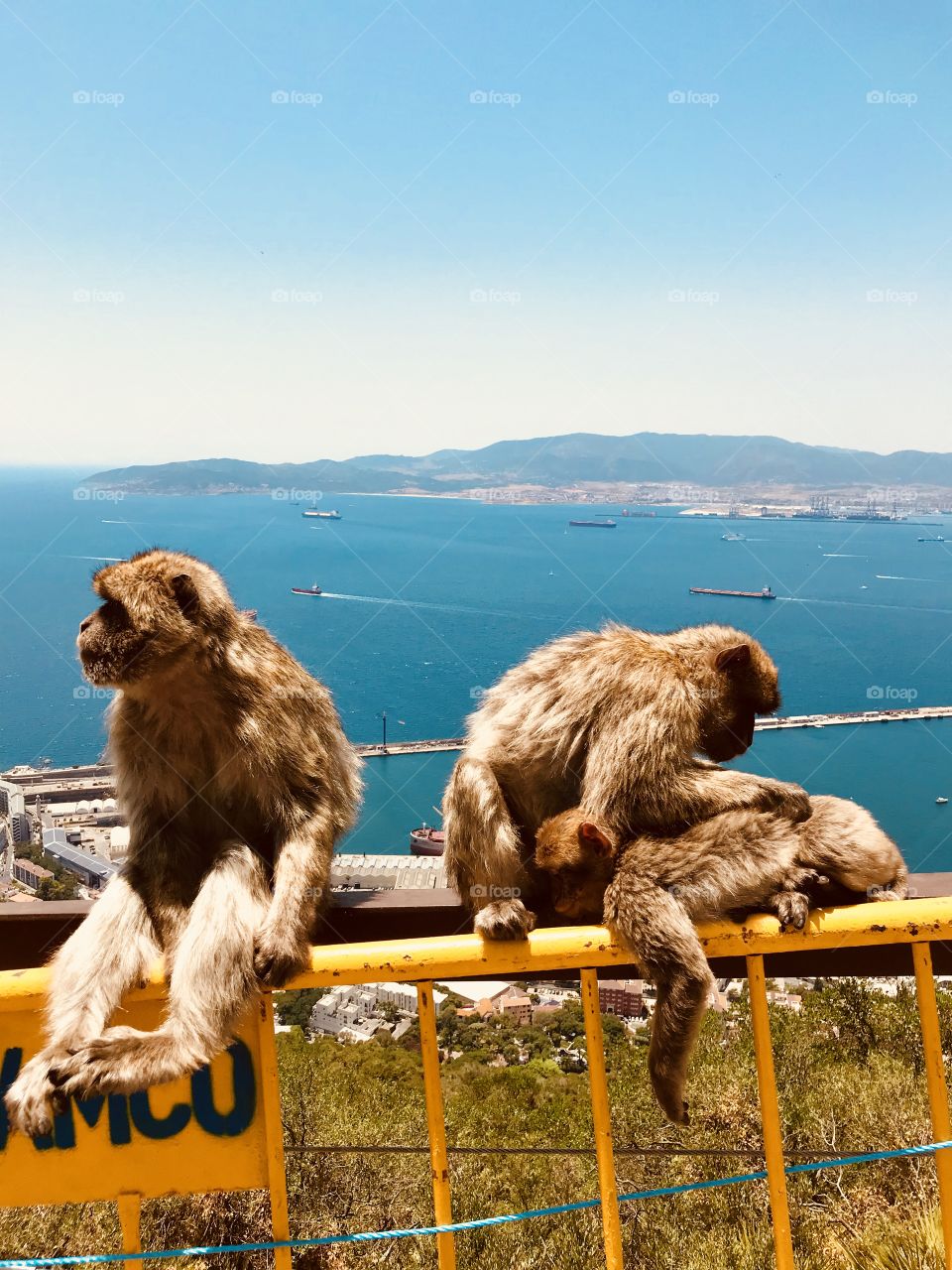 Monkeyes relaxing in the mountain of Gibraltar 