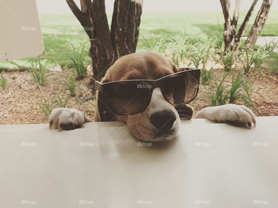 Dog glasses sunglasses cachorro beagle