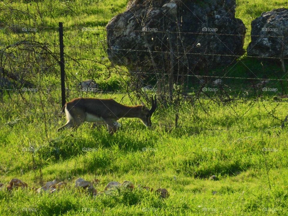 GA deer grazing in a meadow iN H USA Valley Israel