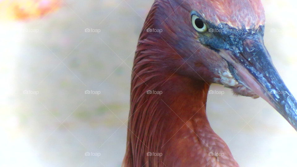 Reddish Egret On the Beach