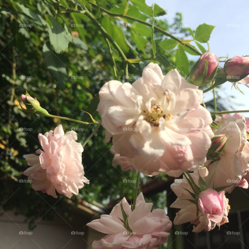 Pink means you’re a lovable person and White means Purity of a person. I love nature.