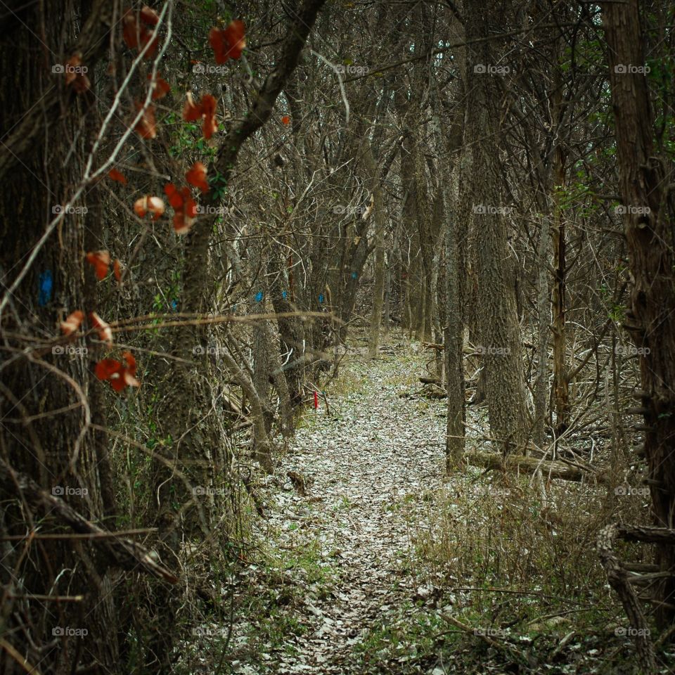 winter trail