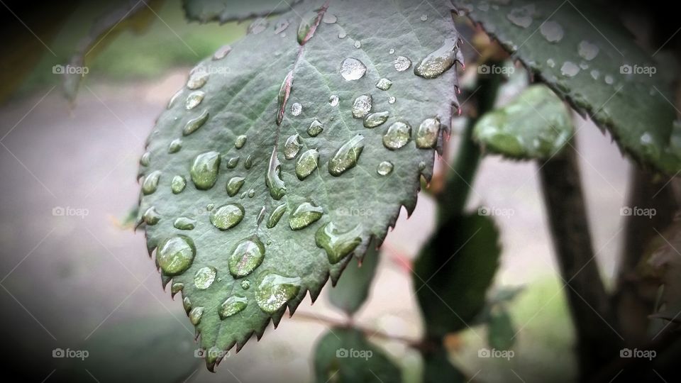 rose leaf and rain drops. rainy morning