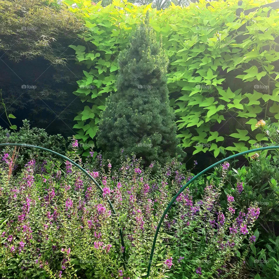 Plantae