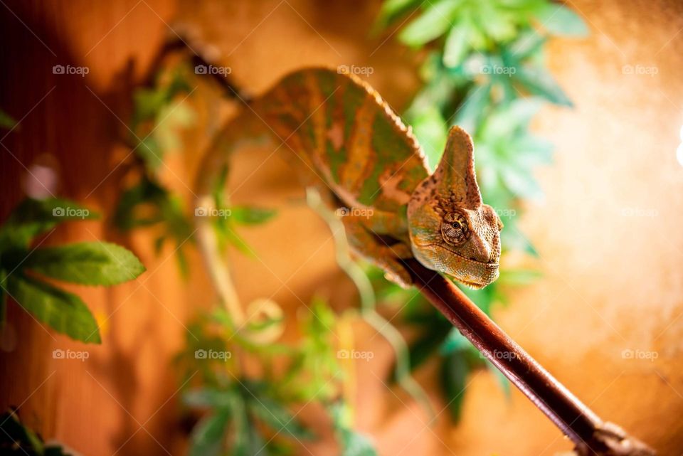 Chameleon  sitting on a tiny Branch in a special enclosure made specially  for it. Orange , green and yellow make a bright picture of a beautiful lizard