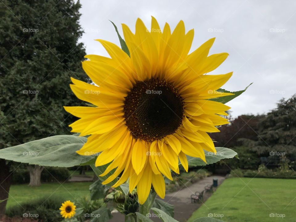 Little and large, l spotted some huge sunflowers today and a baby one haha. Also in such lovely condition.