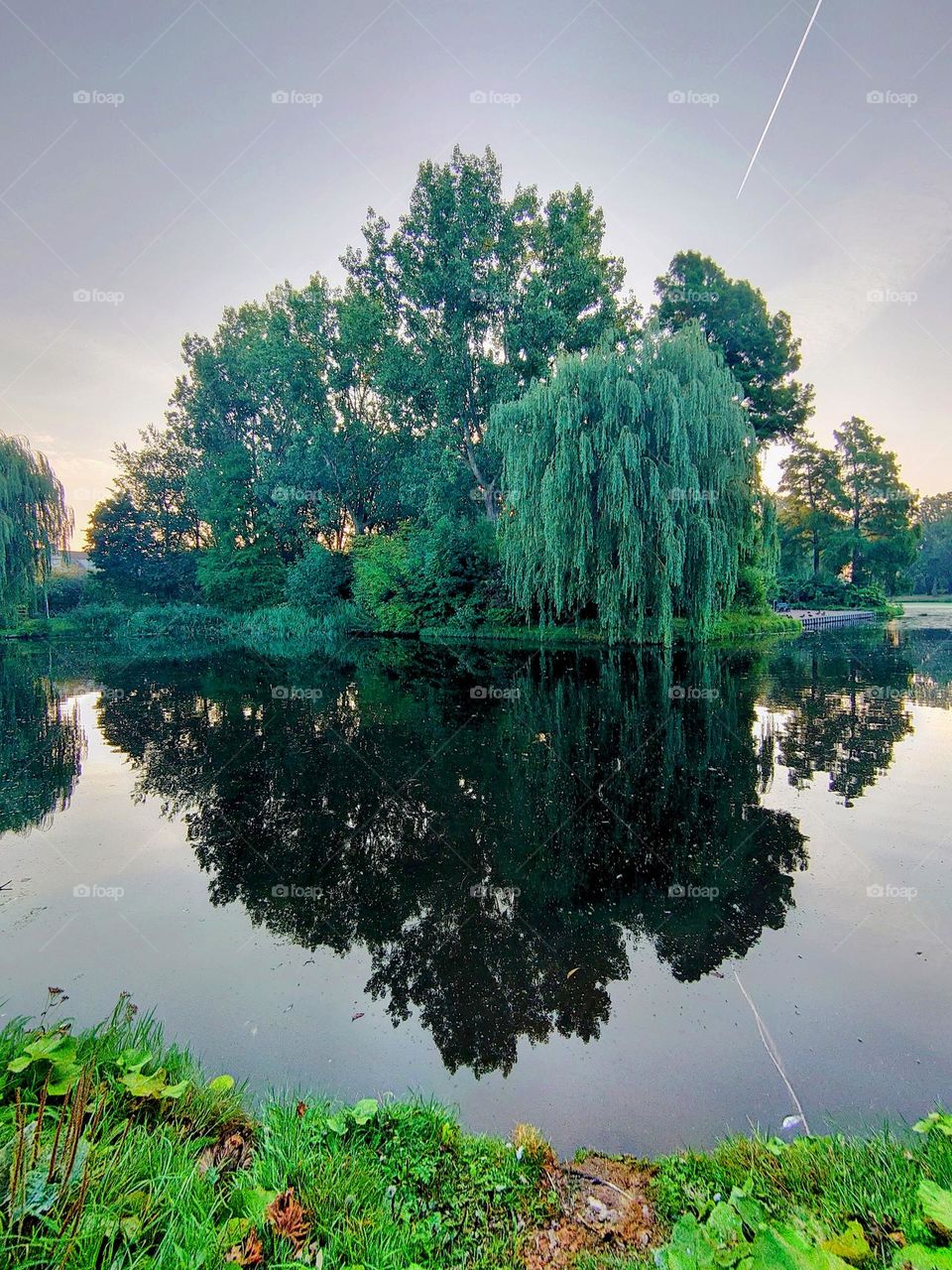 trees in the park