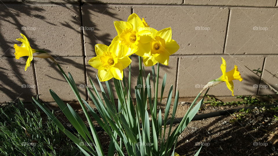 Yellow daff