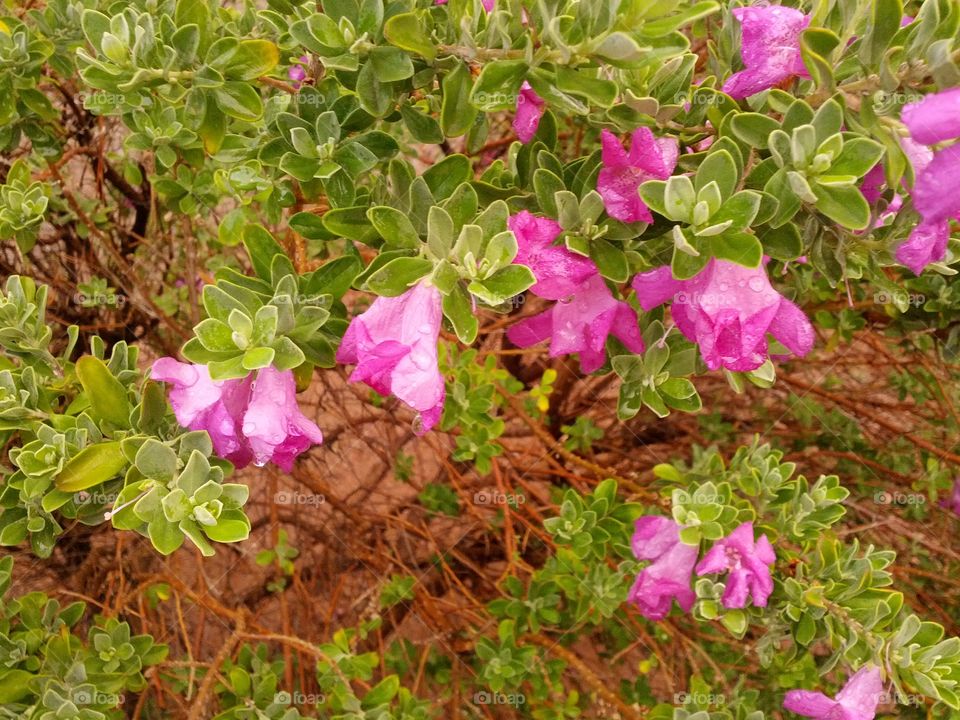 Pink flowers