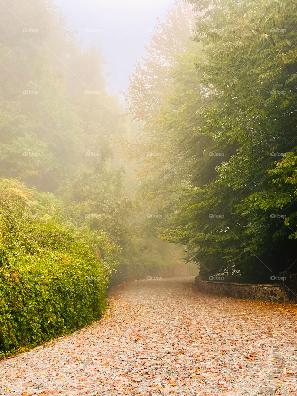 Autumn forest with rural road in fog. Fall trees with orange foliage. Travel,nature background. 